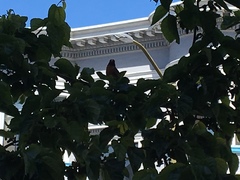 Turdus migratorius