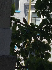 Turdus migratorius