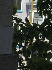 Turdus migratorius