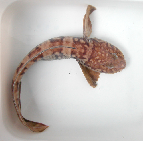 Newfoundland Eelpout