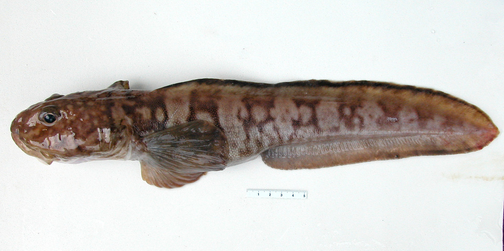 Newfoundland eelpout (Lycodes terraenovae) — Zoarcidae