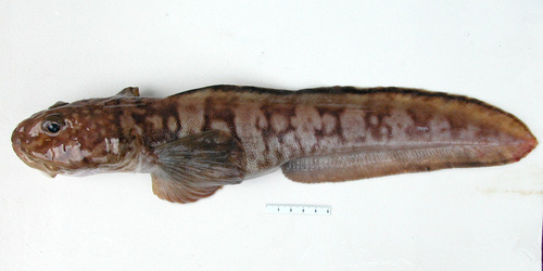 Newfoundland Eelpout