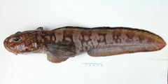 Newfoundland Eelpout photo 3