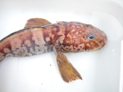 Laval's eelpout (Lycodes lavalaei) — Zoarcidae — 3