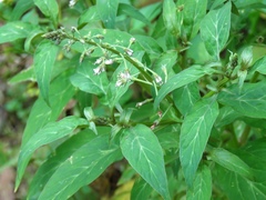 Lysimachia decurrens