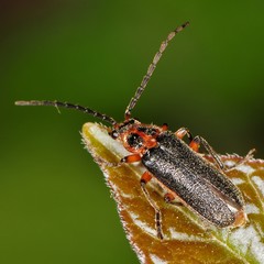 Atalantycha bilineata
