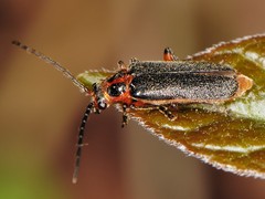 Atalantycha bilineata