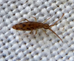 Entomobrya intermedia