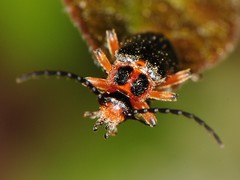 Atalantycha bilineata