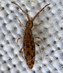 Entomobrya intermedia