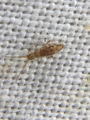 Entomobrya intermedia