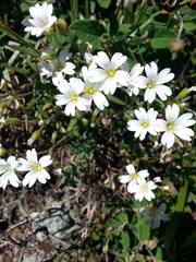 Cerastium utriense
