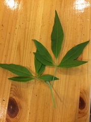 Vitex agnus-castus
