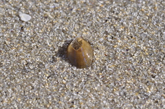 Patella pellucida