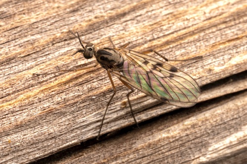 Sylvicola punctatus, photo 2 of 10
