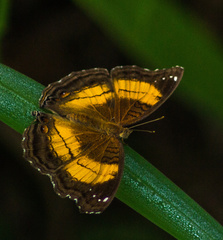 Junonia terea terea