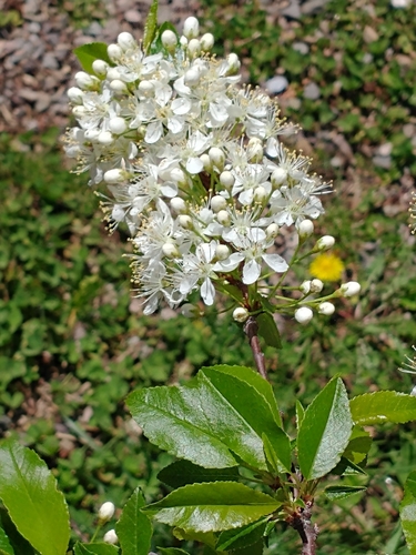 pin cherry (Prunus pensylvanica)