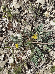 Cymopterus longipes