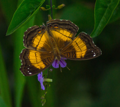 Junonia terea terea
