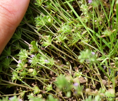 Pogogyne serpylloides