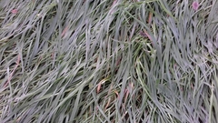 Dactylis glomerata
