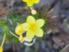 Leptosiphon acicularis