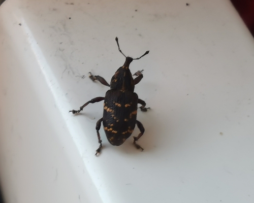 Large Pine Weevil, 5151 DN Drunen, Nederland, photo 7 of 10