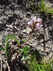 Astragalus cibarius