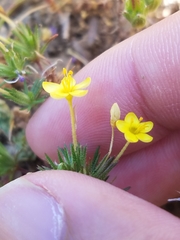 Leptosiphon acicularis