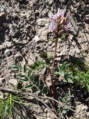 Astragalus cibarius