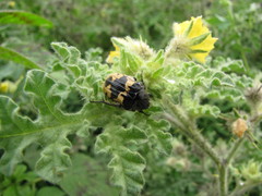 Solanum fructu-tecto