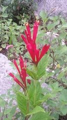Spigelia longiflora