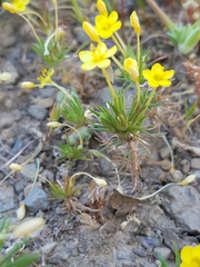 Leptosiphon acicularis