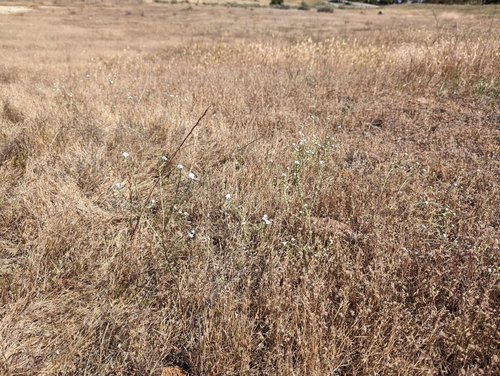 Image of Cryptantha flaccida by (c) Alexander Wentworth, some rights reserved (CC BY)