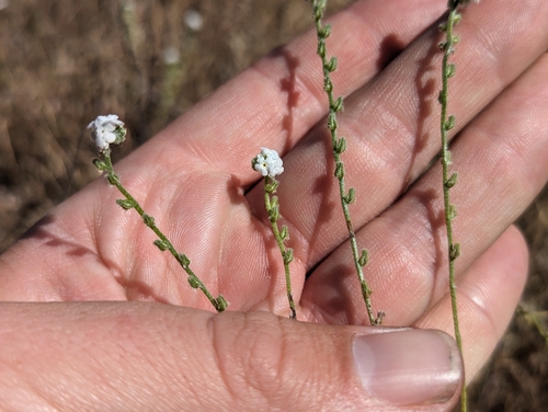 Image of Flaccid Cryptantha (Cryptantha flaccida) by (c) Alexander Wentworth, some rights reserved (CC BY)