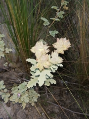 Tarasa hornschuchiana