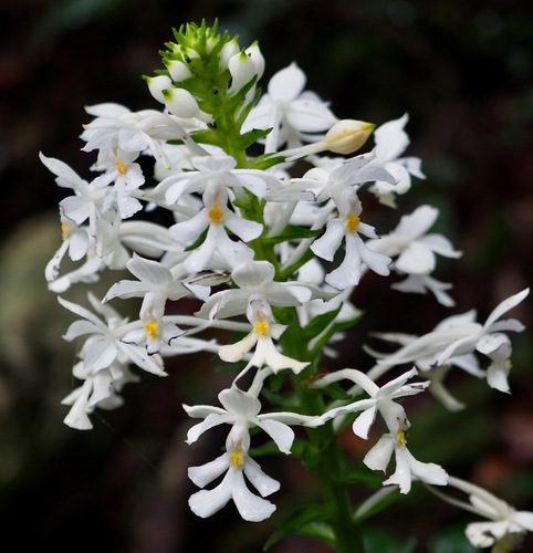 Calanthe triplicata