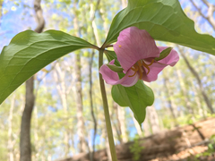 Trillium catesbaei