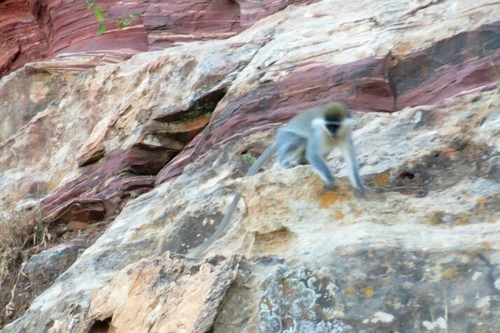 Grivet Monkey