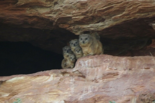 Rock Hyrax