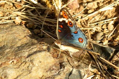 Blue Pansy