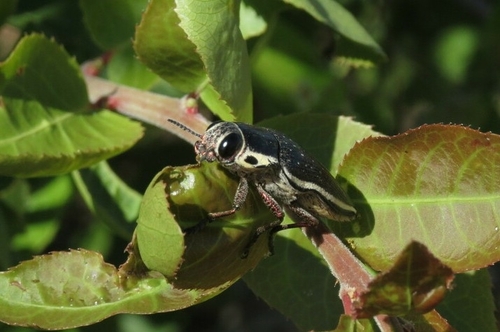 Lampetis albicincta · iNaturalist