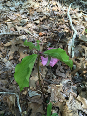 Trillium catesbaei