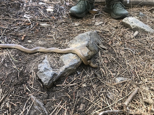 iNaturalist observation photo of Northern Rubber Boa
