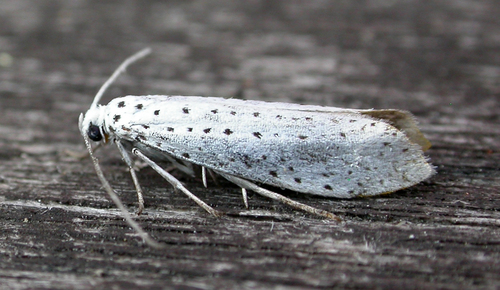 Bird-cherry Ermine