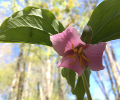 Trillium catesbaei