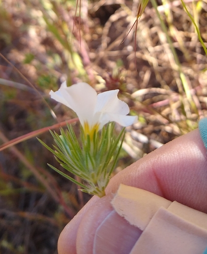 Image of Leptosiphon grandiflorus by no rights reserved