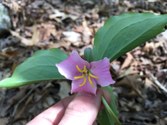 Trillium catesbaei