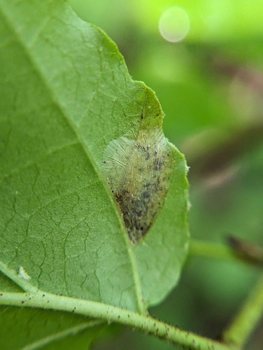Witch-hazel Caloptilia photo 5