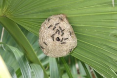 Polybia occidentalis